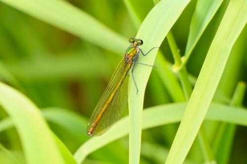 Réf. 205 069 : Calopteryx splendens